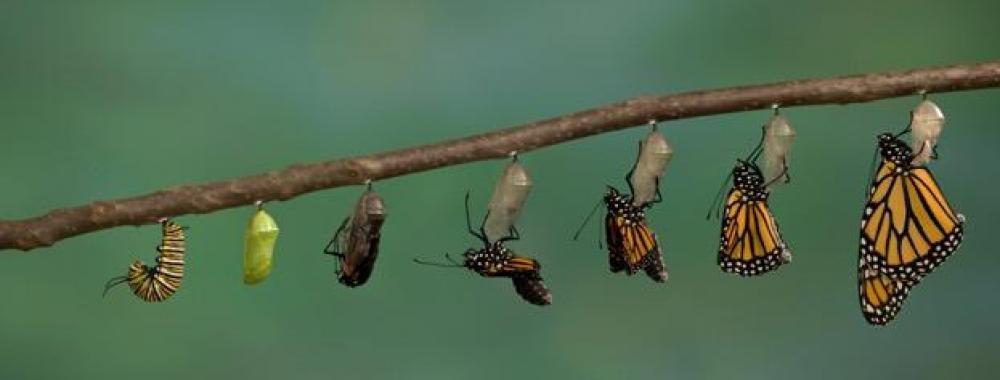 transition process from caterpillar to butterfly