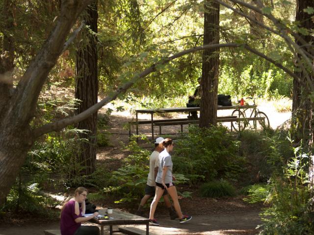 Two students walking among redwoods in arboretum
