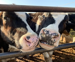 "cows on campus at uc davis"