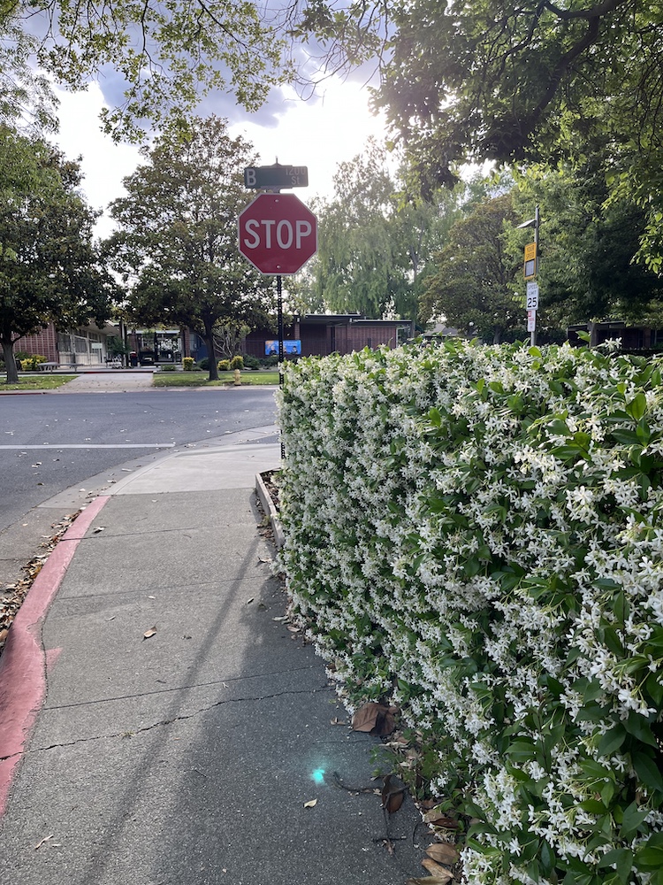 Cloudy day on a street corner in Davis, lined by a blossoming hedge and many trees