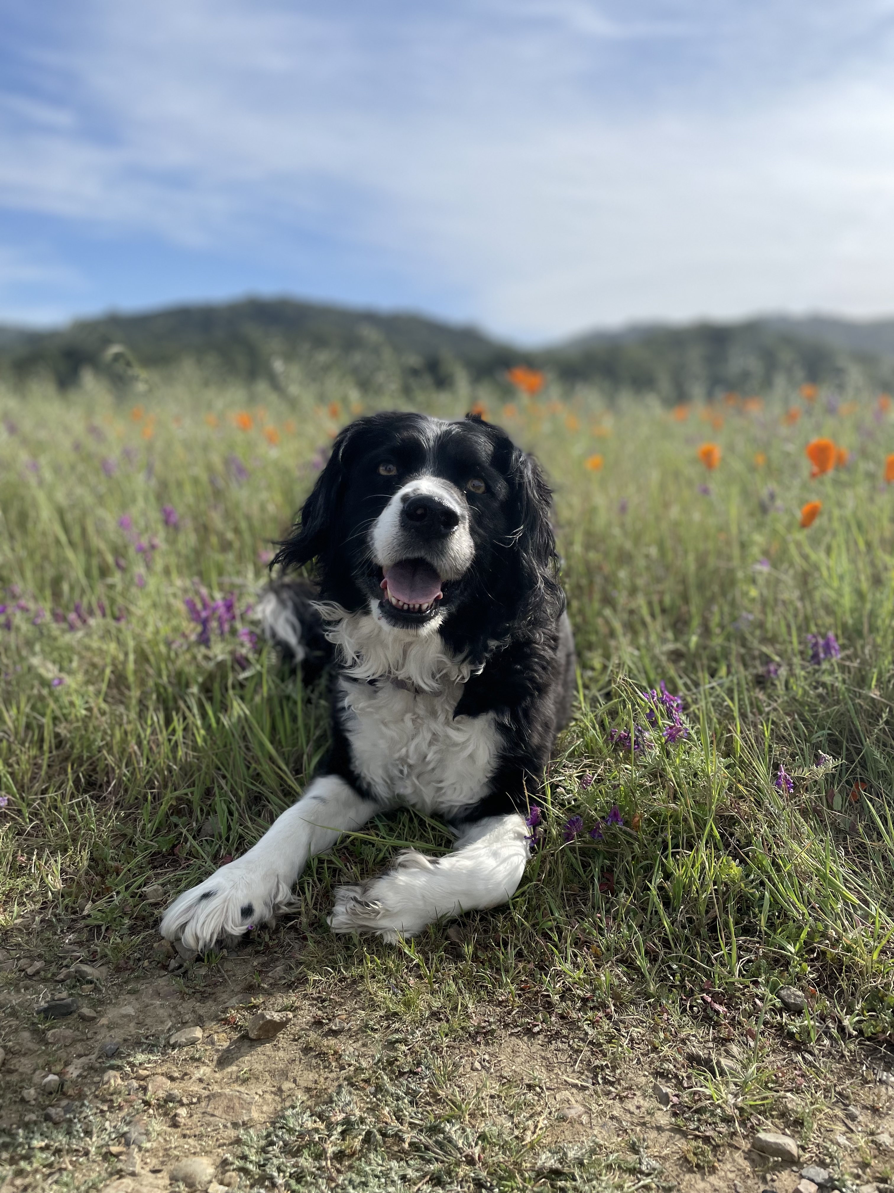 Dog sitting in a field of flowers