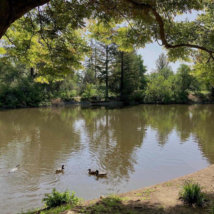 Ducks swimming in the Arboretum waterway