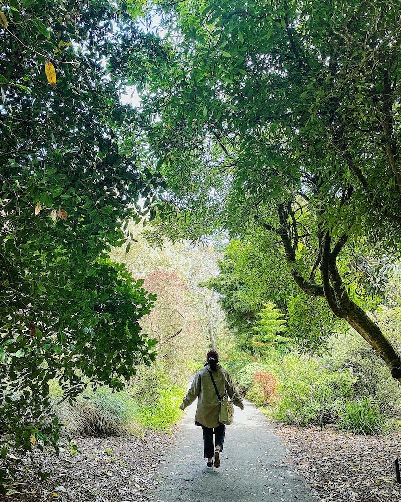 Person walking on a tree-lined path