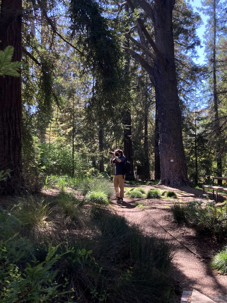 Redwood grove in the Arboretum