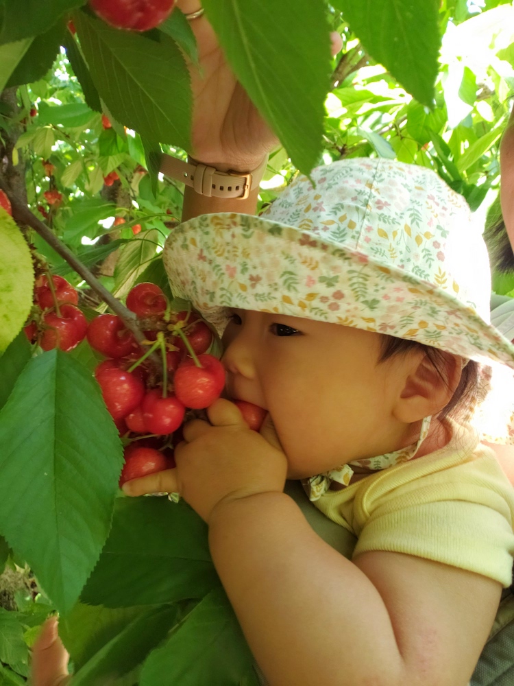Baby eating cherries from a tree
