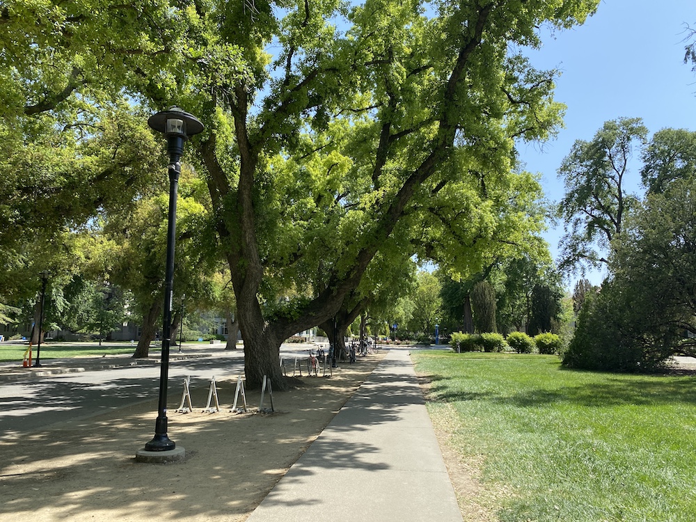 Tree-lined sidewalk on campus