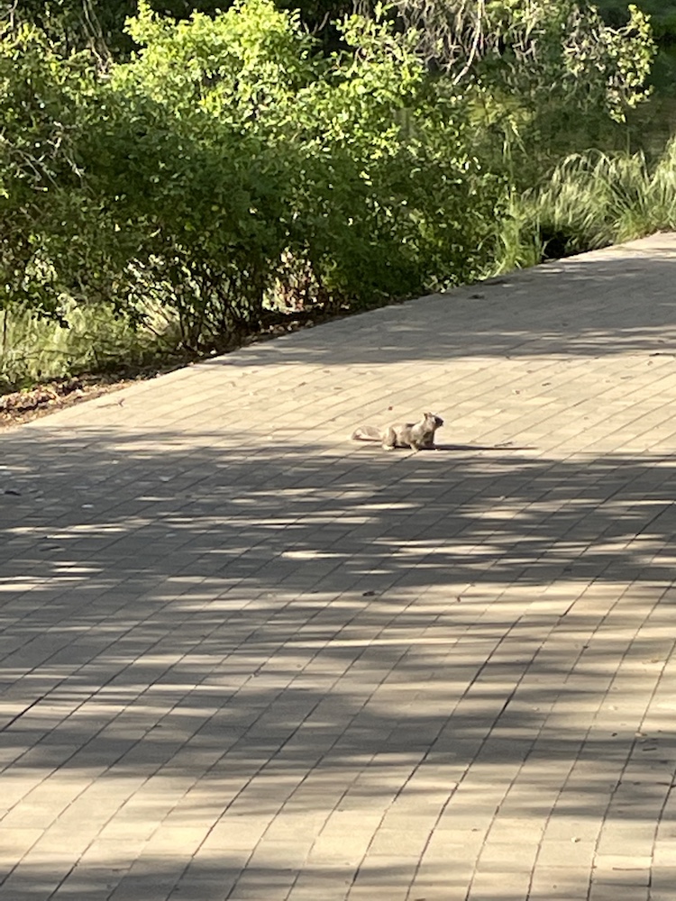 Squirrel lying on a sidewalk