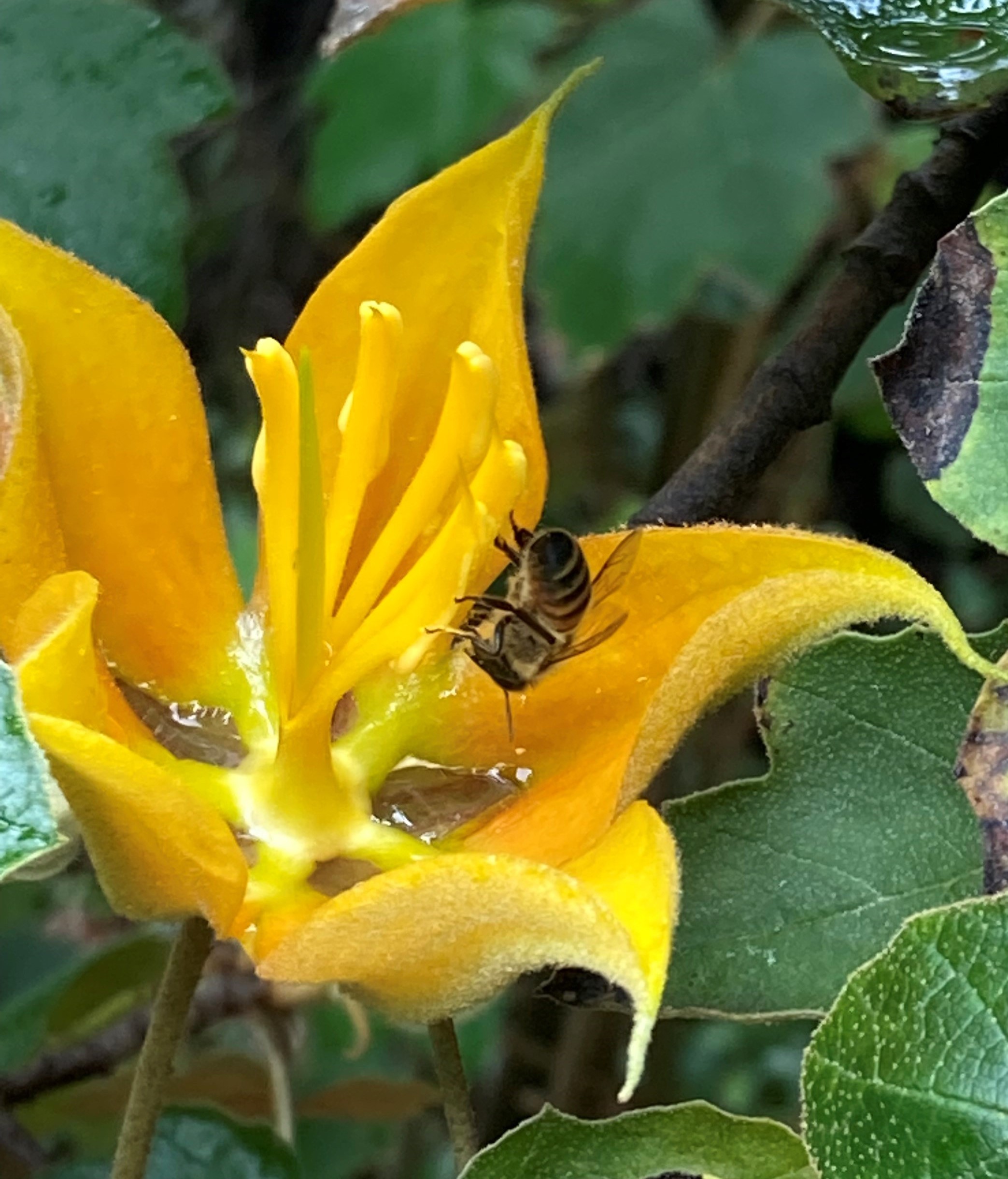 Bee on a yellow flannel bush flower