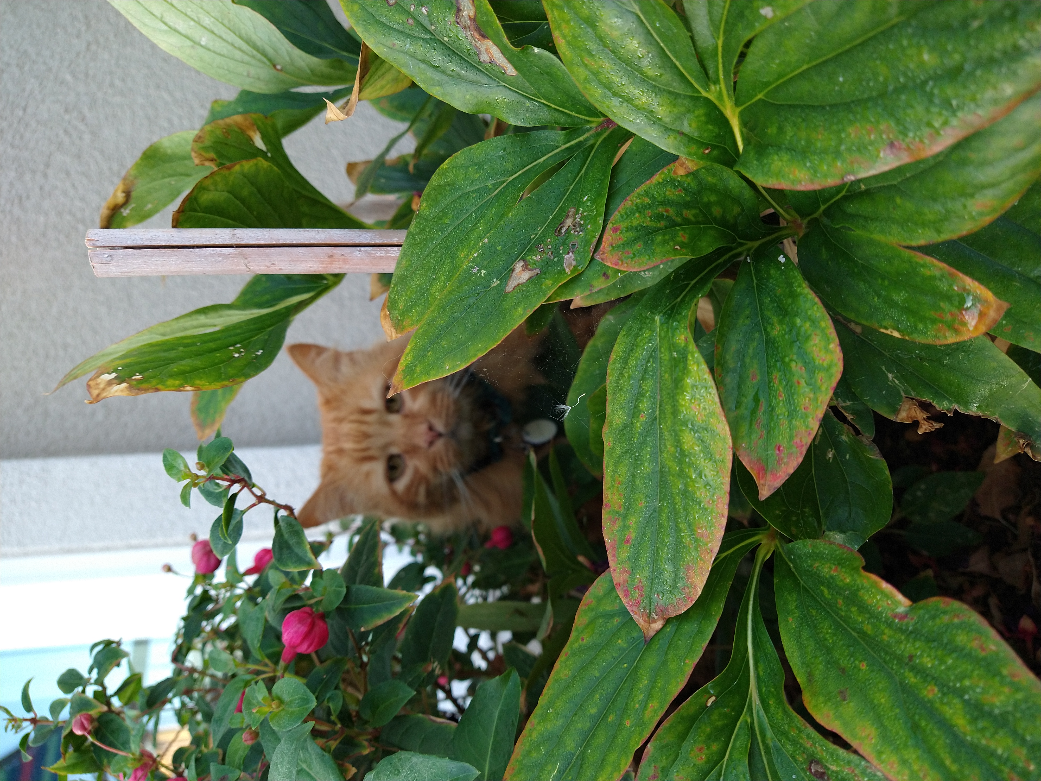 Cat among foliage