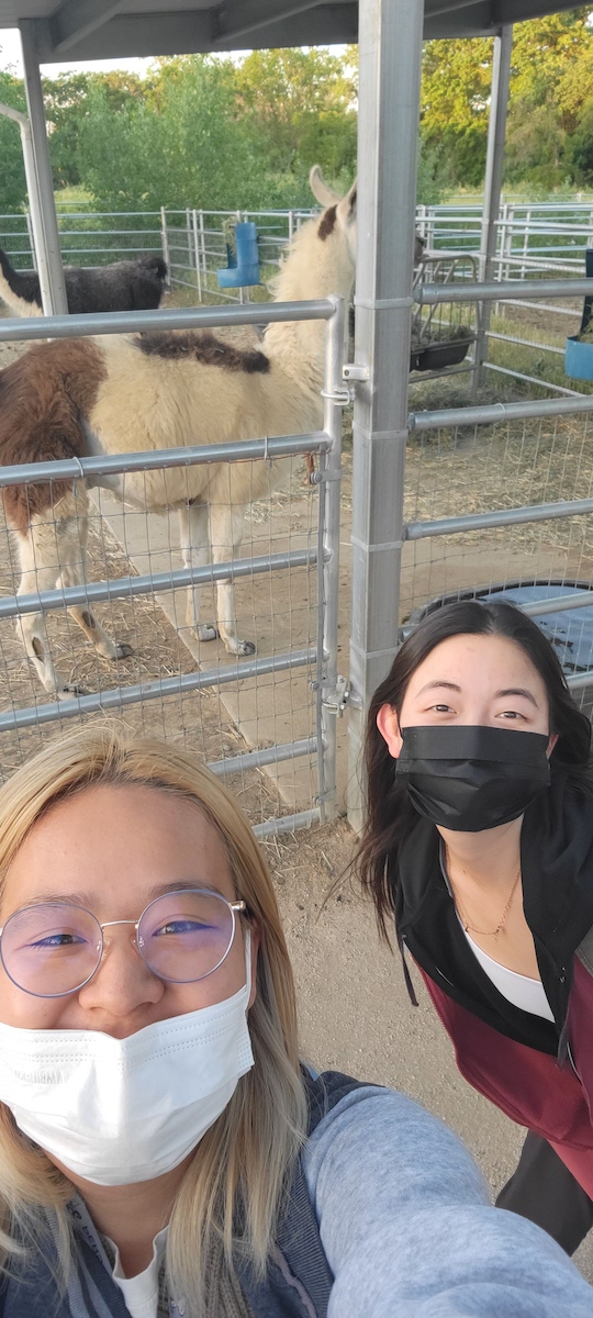 Two people pose with alpaca
