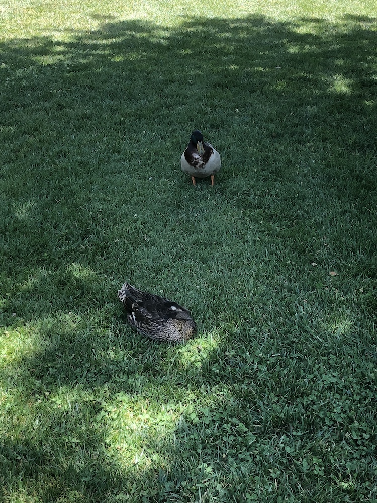 Ducks sitting in the shade