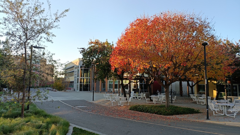 Tree with red and orange leaves alongside a path on campus