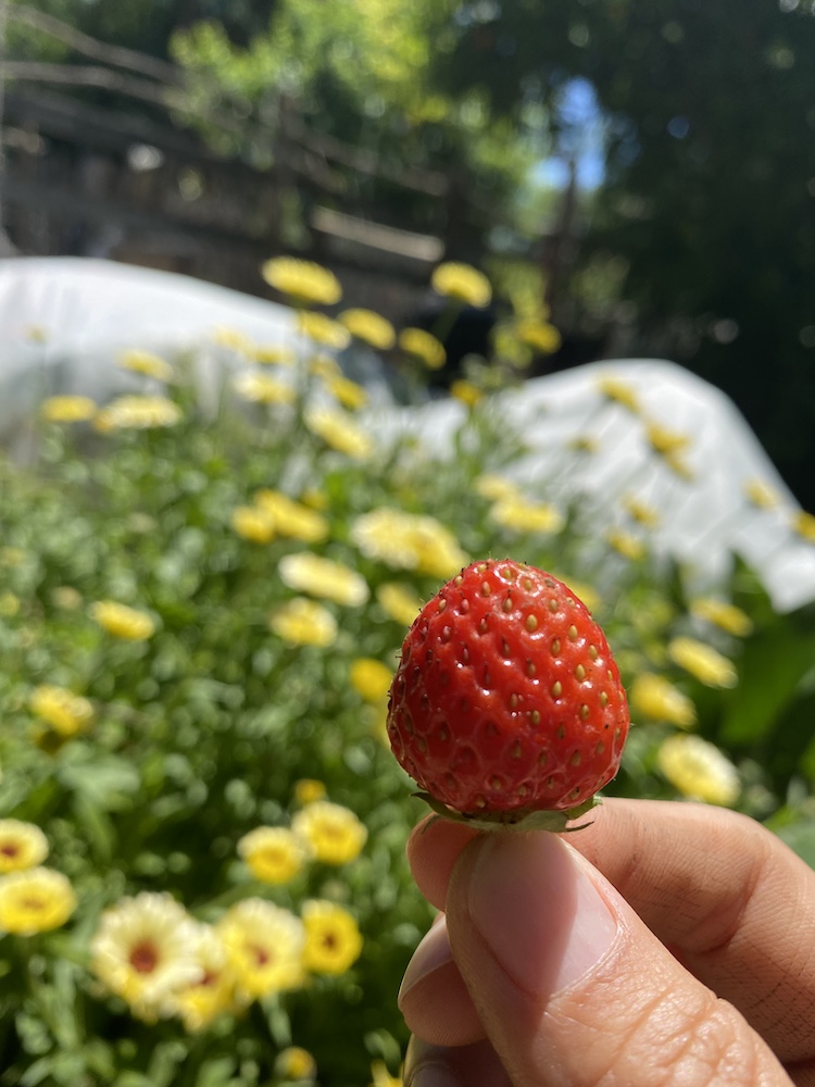 Strawberry and yellow flowers in the background