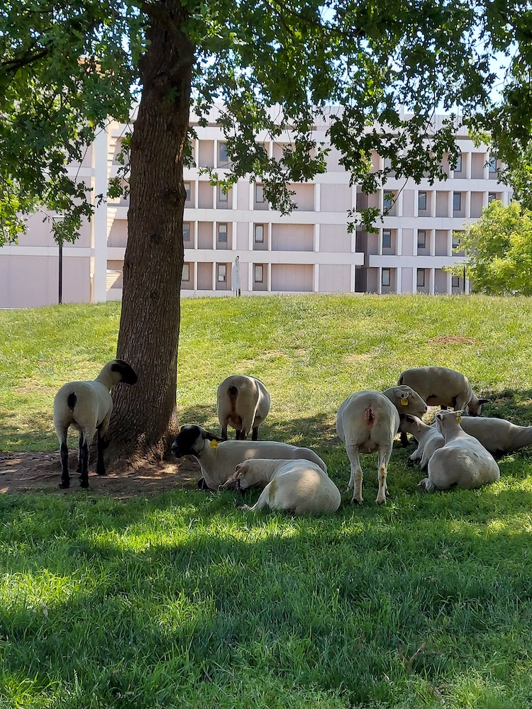 Sheep lounging in the shade on campus