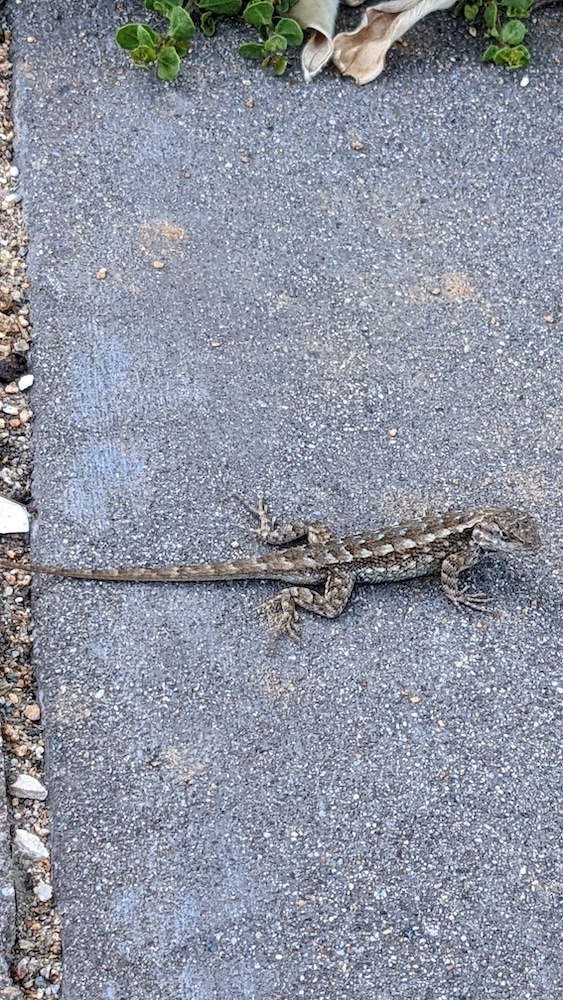Lizard on a sidewalk
