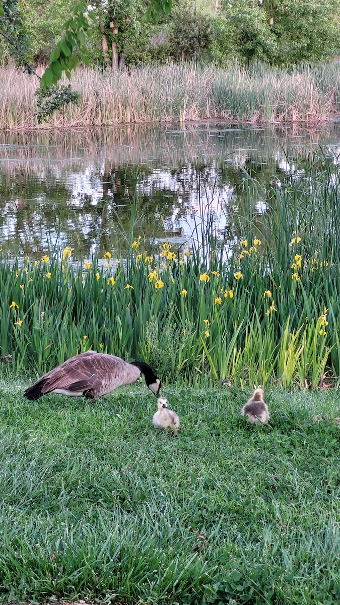 Ducks and ducklings near pond