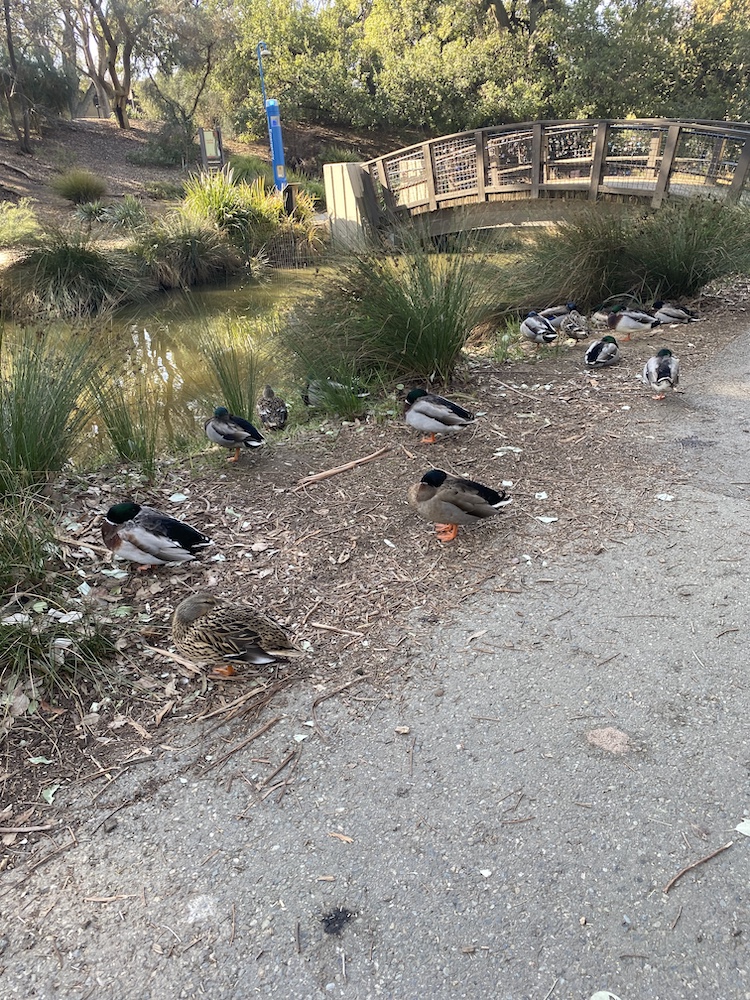 Ducks napping by the Arboretum waterway