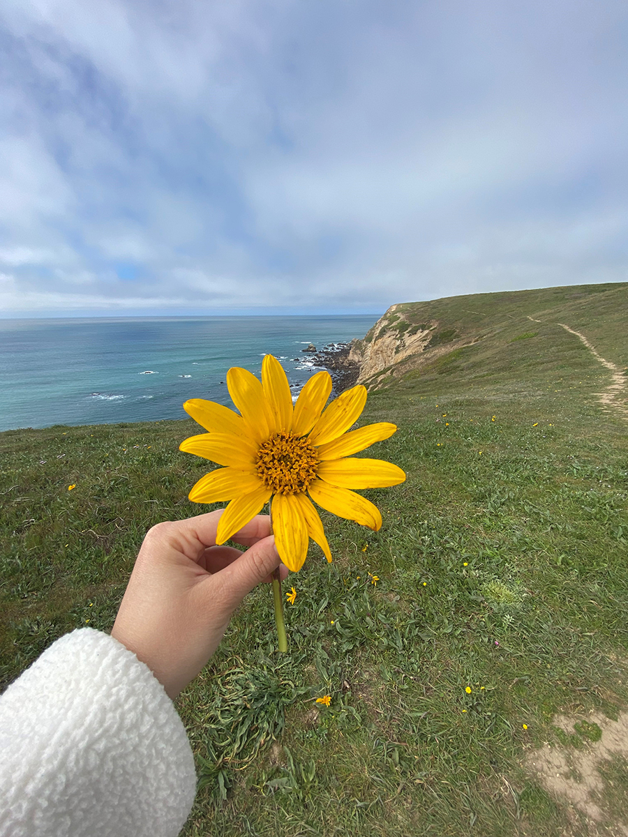 Person holding a sunflower near a cliff on the coast