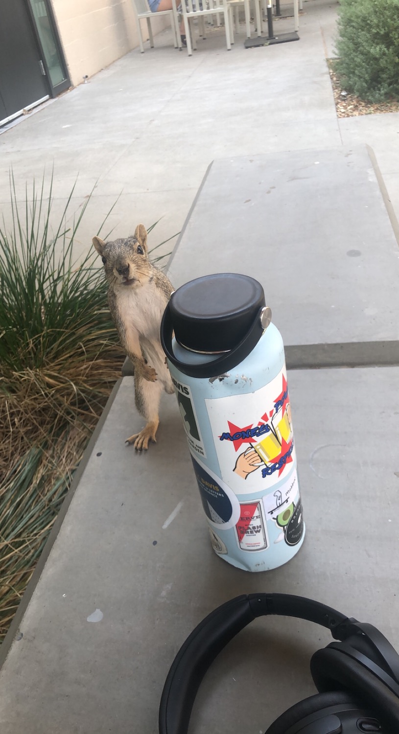 Squirrel standing near a water bottle