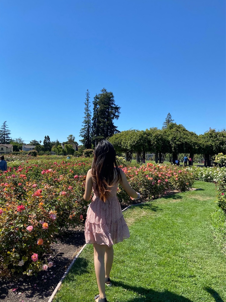 Person walking near rows of roses on a clear, sunny day