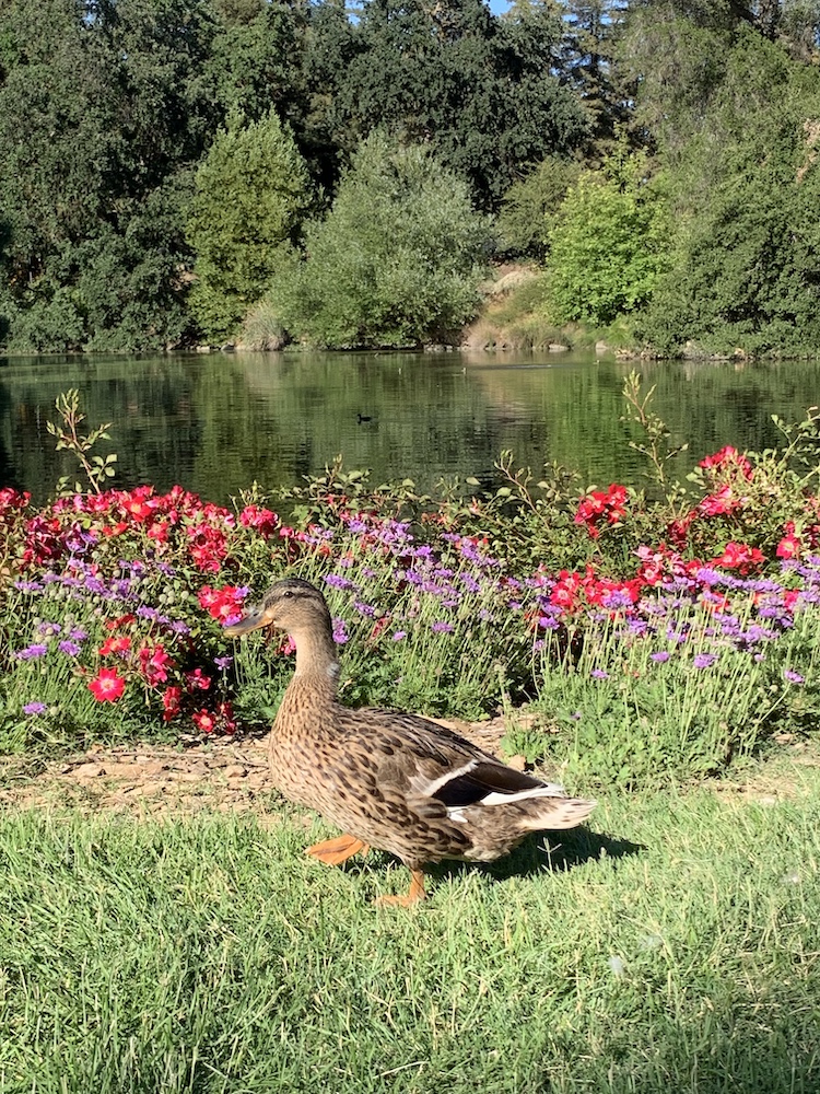 Duck standing near the Arboretum waterway