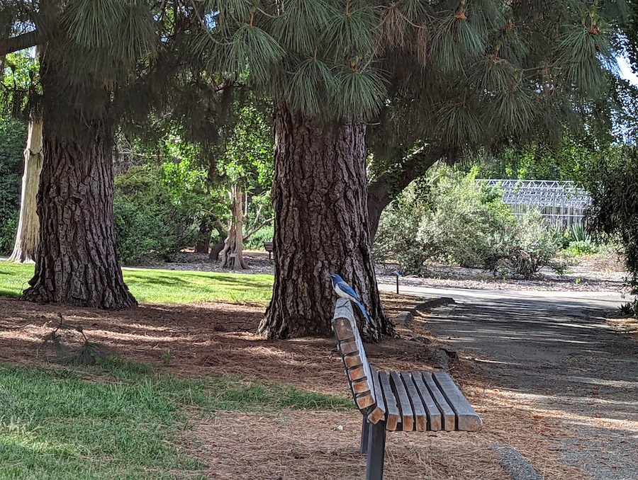 Scrub Jay perched on a bench in the Arboretum