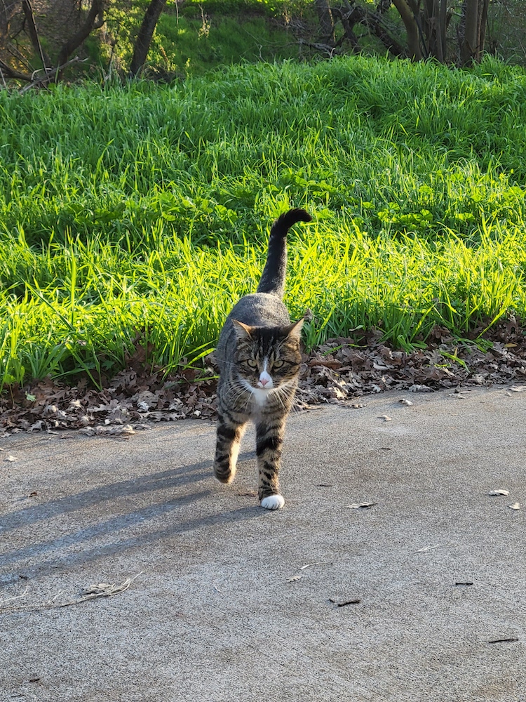 Cat walking on a sidewalk