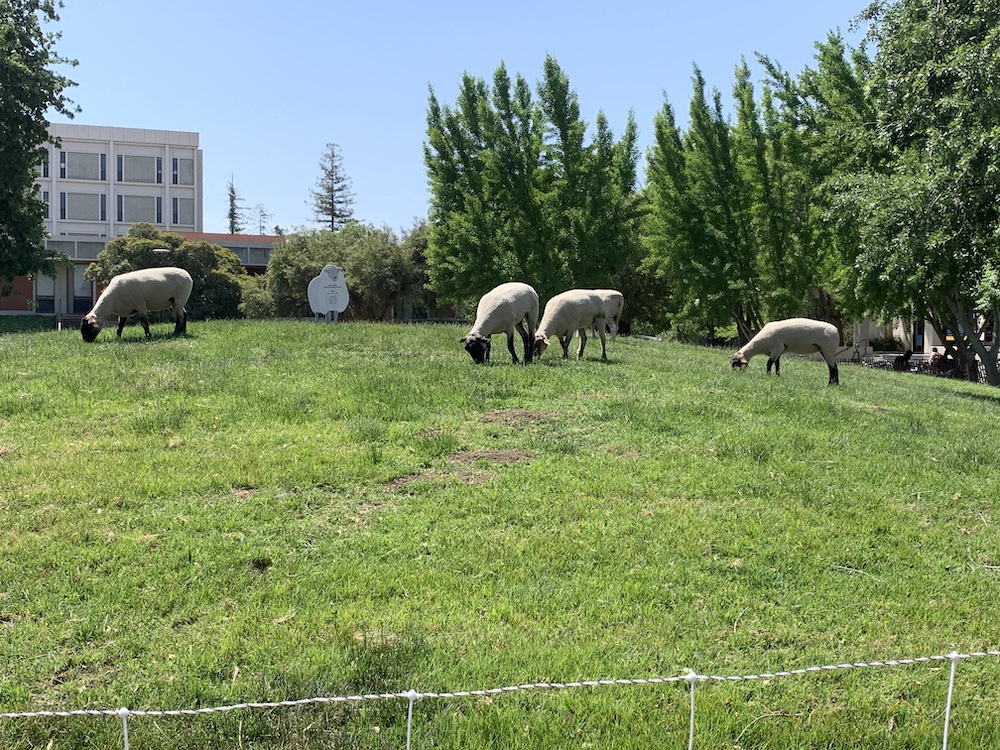 Sheep grazing on a small grassy hill on the UC Davis campus
