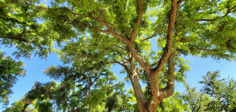 Tree branches and leaves against the clear blue sky