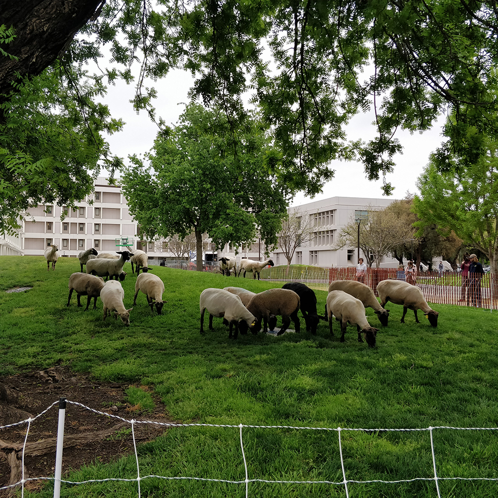 Sheepmowers