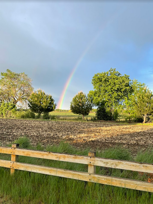 Rainbow over a field and trees