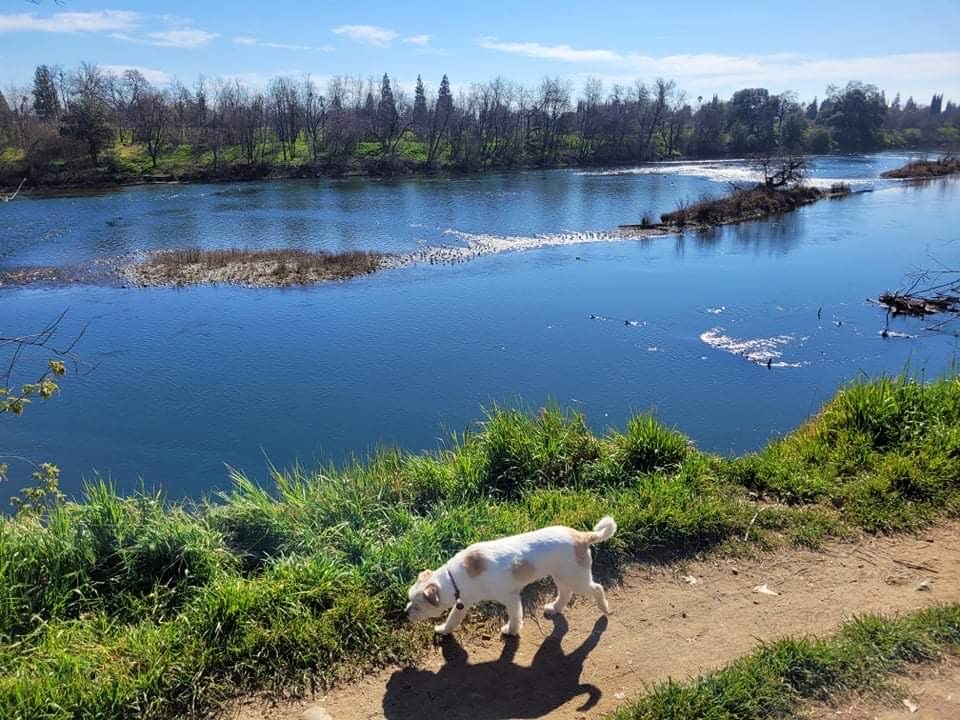 Image of Jen Bannisters dog out for a walk along the river.