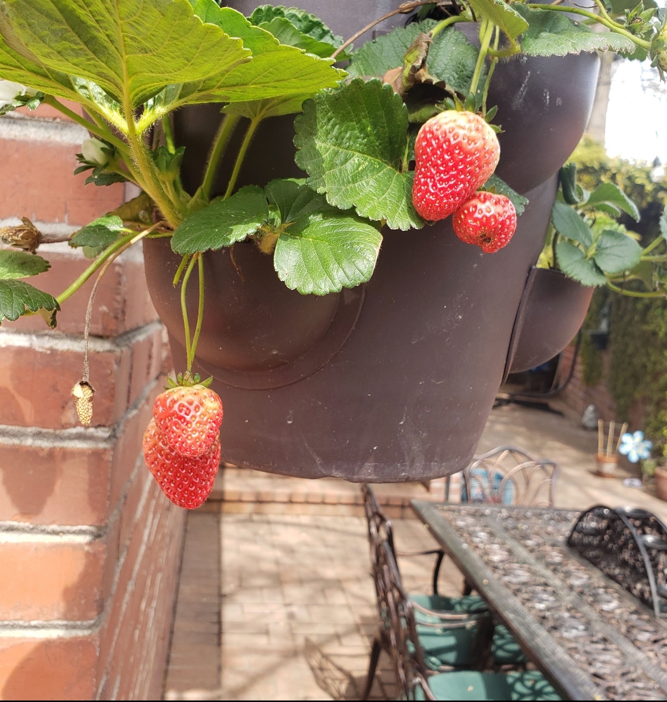 Strawberries growing out of a pot