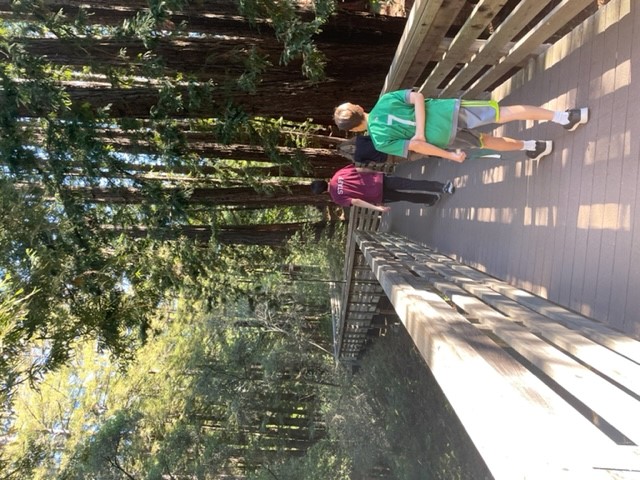Wooden walking path through the redwoods