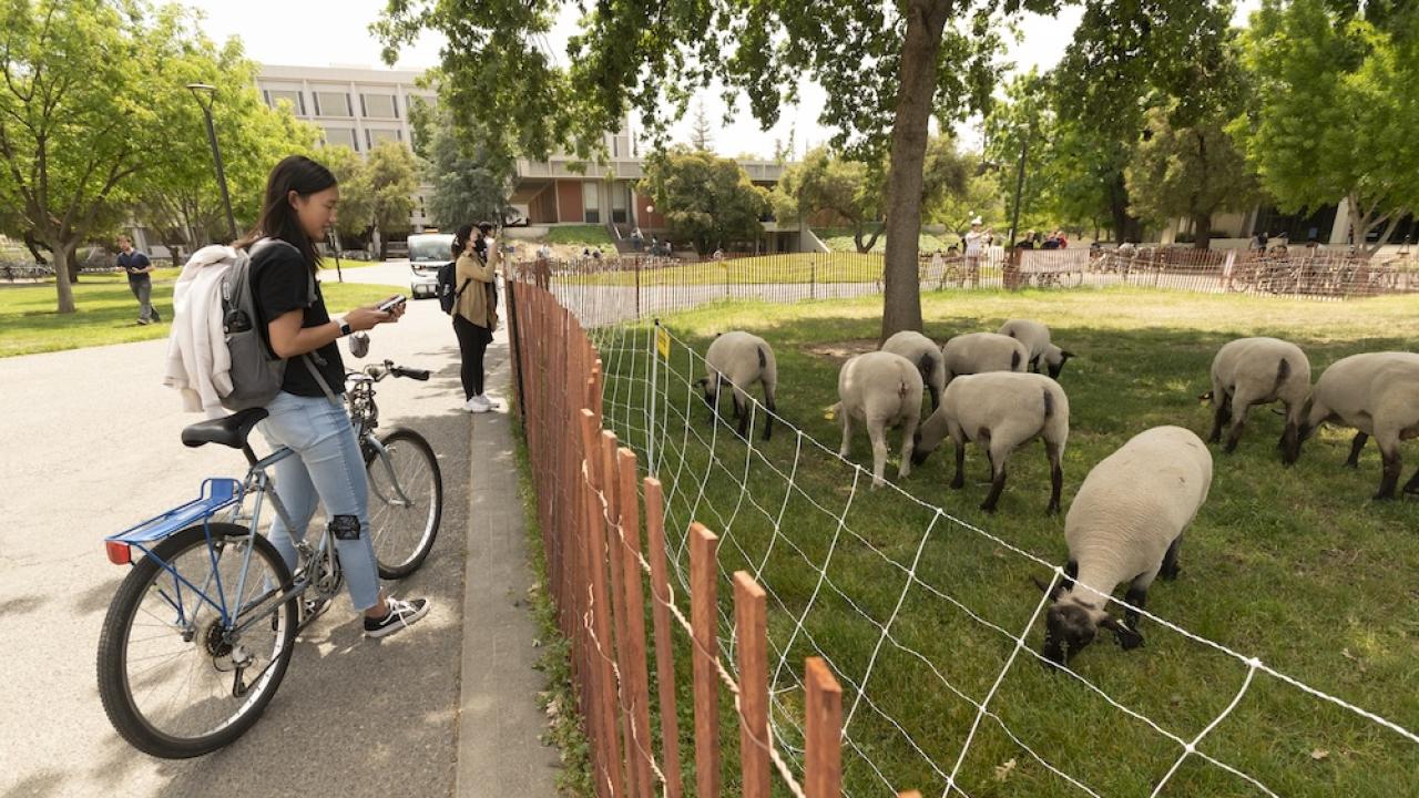 Students looking at sheep on campus