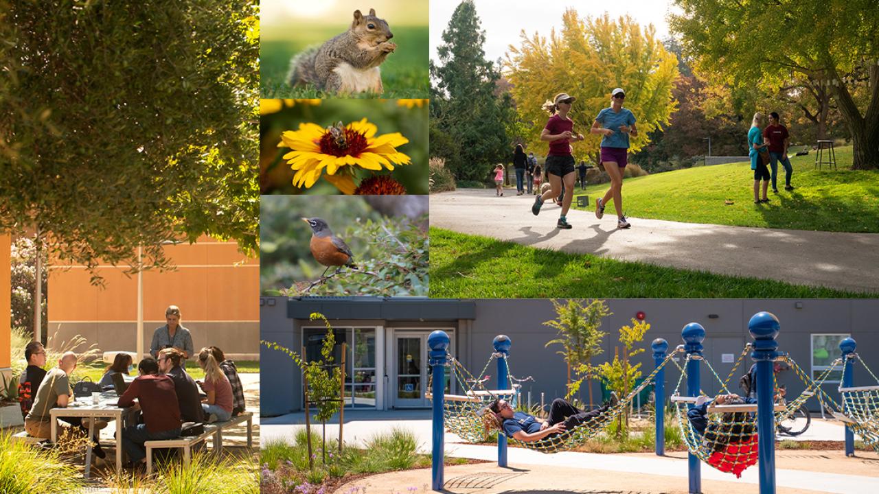 Collage of images representing outdoor activities at UC Davis: reading, lounging in a hammock, running, flowers and wildlife.