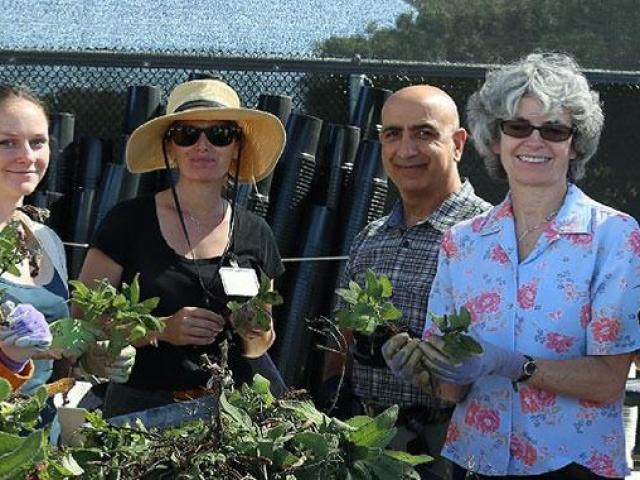 group of people at uc davis harvesting from vegetable garden