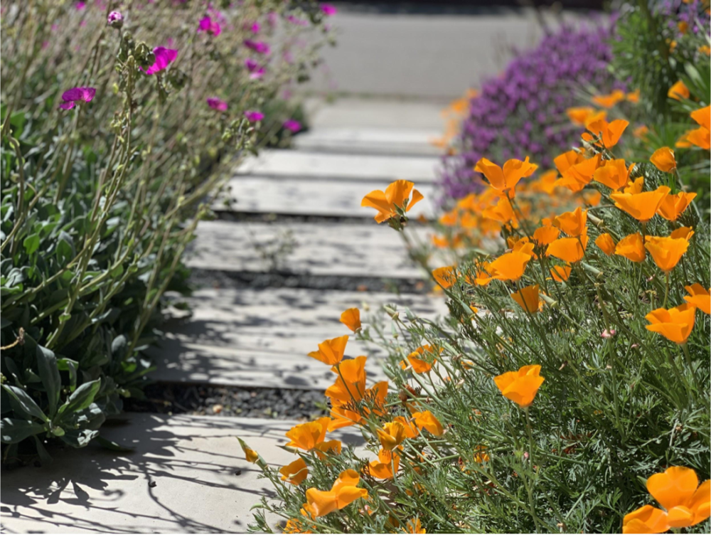 California poppies and other flowers