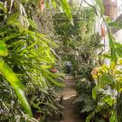 image of a corridor filled with green plants in the Botanical Conservatory