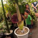 corpse flower in the conservatory with a young child and a woman to the right looking at it