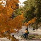 image of a person wearing a bike helmet riding their bike through the fall colors on the UC Davis campus