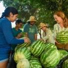 five individuals stand around many harvested watermelons 