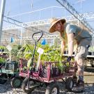 Taylor, Arboretum Nursery Manager, stands next to a wagon filled with plants from the Arboretum plant sale