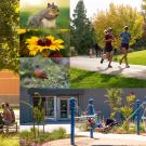 Collage of images representing outdoor activities at UC Davis: reading, lounging in a hammock, running, flowers and wildlife.