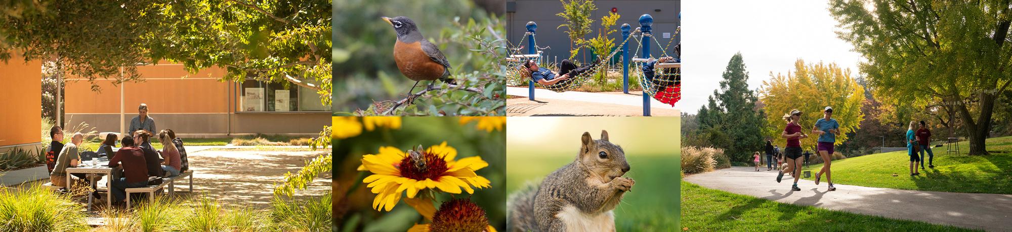 images of the outdoors at the UC Davis Campus